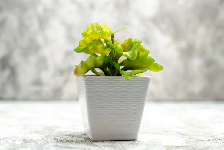 Fake Cement Planters